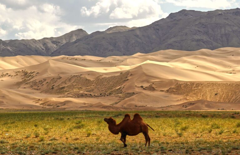 Mongolsko